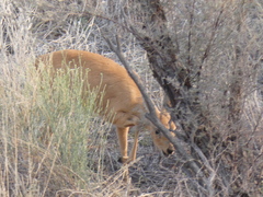 Raphicerus campestris steinhardti