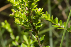 Platysace lanceolata