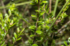 Platysace lanceolata