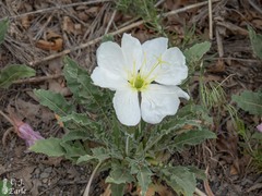 Oenothera cespitosa