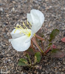 Oenothera cespitosa