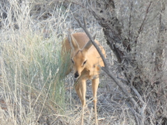 Raphicerus campestris steinhardti