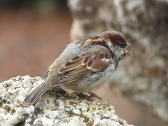 Passer domesticus