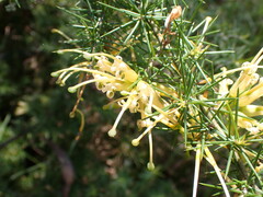 Grevillea juniperina