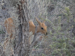 Raphicerus campestris steinhardti