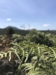 Pteridium aquilinum capense