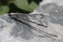 Argia tonto