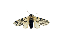 Hypercompe permaculata