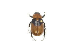 Ancognatha sellata