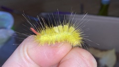 Calliteara pseudabietis