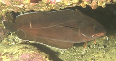 Lotella rhacina