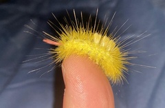 Calliteara pseudabietis