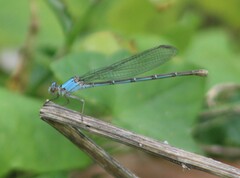Argia moesta