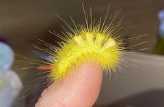 Calliteara pseudabietis