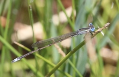 Lestes alacer