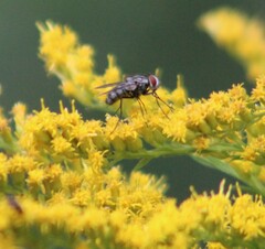 Chrysomya rufifacies