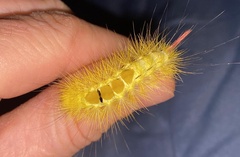 Calliteara pseudabietis