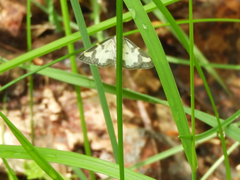 Lomaspilis marginata