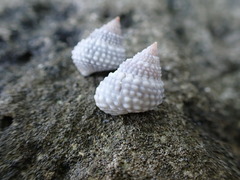 Cenchritis muricatus