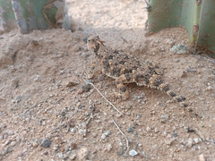 Phrynosoma goodei
