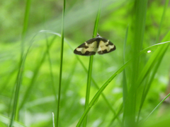 Lomaspilis marginata
