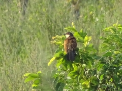 Centropus senegalensis
