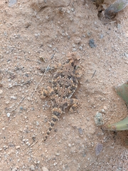 Phrynosoma goodei