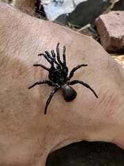 Cyclocosmia