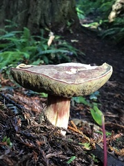 Boletus smithii