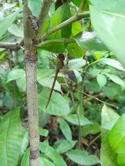 Triacanthagyna septima