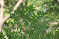 Koelreuteria bipinnata
