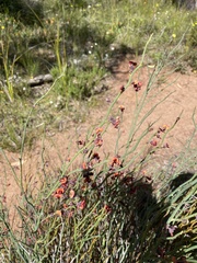 Daviesia brevifolia