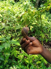 Lissachatina fulica