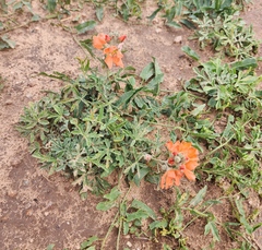 Sphaeralcea coccinea