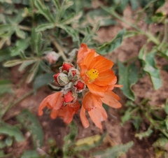 Sphaeralcea coccinea