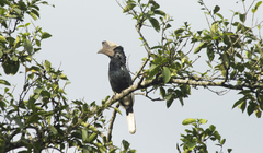Bycanistes subcylindricus