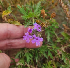 Glandularia wrightii
