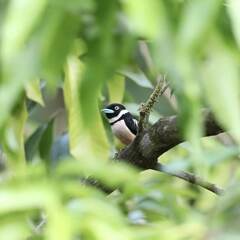 Eurylaimus ochromalus