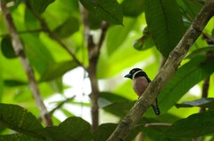 Eurylaimus ochromalus