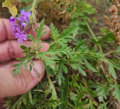 Glandularia wrightii