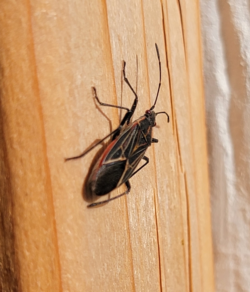 Western Boxelder Bug from Ridgefield, WA 98642, USA on October 22, 2022 ...
