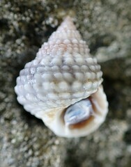 Cenchritis muricatus