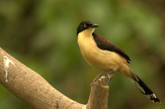 Donacobius atricapilla