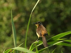 Donacobius atricapilla