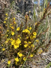 Hibbertia fasciculata