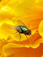 Lucilia coeruleiviridis