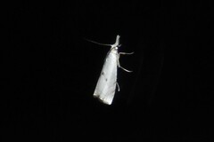 Argyria gonogramma