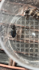 Laemostenus complanatus