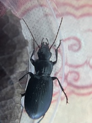 Laemostenus complanatus