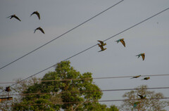 Orthopsittaca manilatus